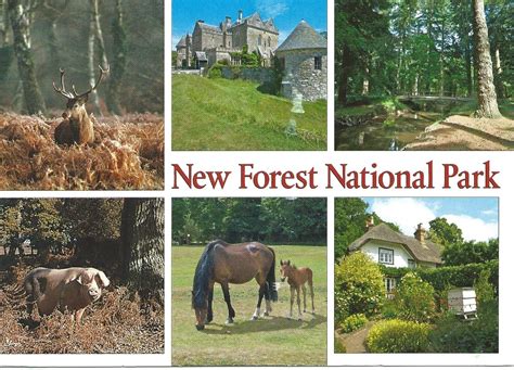 My Postcard Page Uk ~ New Forest National Park