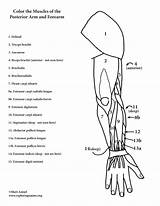 Arm Muscles Coloring Anatomy Pages Forearm Posterior Muscle Bones Printable Template Color Printing Pdf Sheets Getdrawings Getcolorings Exploringnature Print sketch template