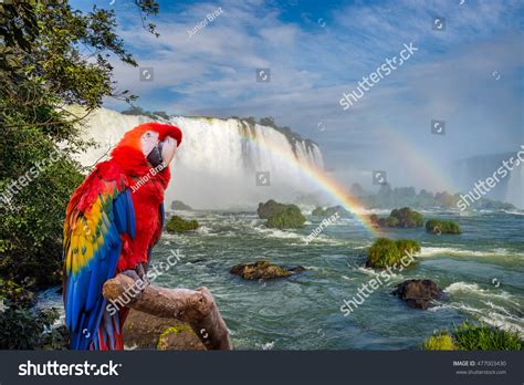 parrot waterfall images stock  vectors shutterstock