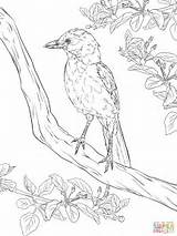 Coloring Realistic Jay Pages Bird Scrub Blue Florida Birds Drawing Printable Getdrawings Supercoloring Template Kids sketch template