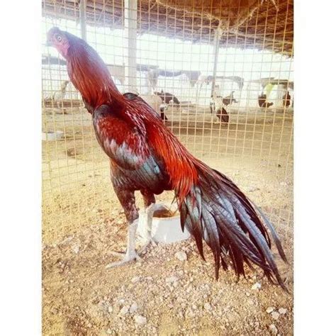 aseel chicken aseel breed male chicken wholesaler from jaipur