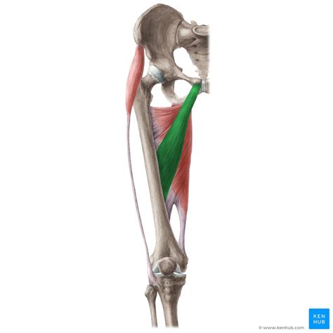 Hip Adductors Anatomy Function And Clinical Notes Kenhub