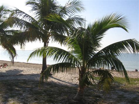Miami Palm Trees On The Beach Miami And South Florida