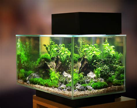 custom fish tanks aquariums nyc brooklyn queens manhattan