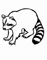 Raccoon Recognition Coloringhome sketch template