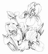 Coloring Pages Iris Drawing Flower Flowers Drawings Line Adults Book Irises Adult Pencil Sketches Floral Color Colouring Templates Patterns Choose sketch template