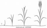 Wheat Rye sketch template