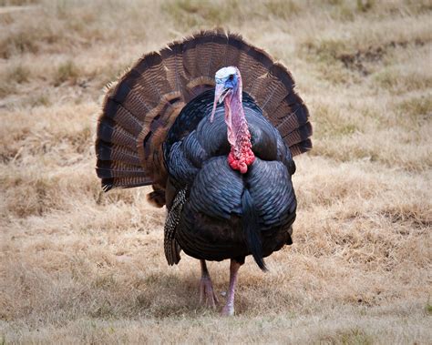 turkey  cherished history  part  thanksgiving celebration news