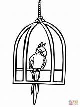 Cage Drawing Bird Parrot Getdrawings sketch template