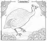 Fowl Guinea sketch template