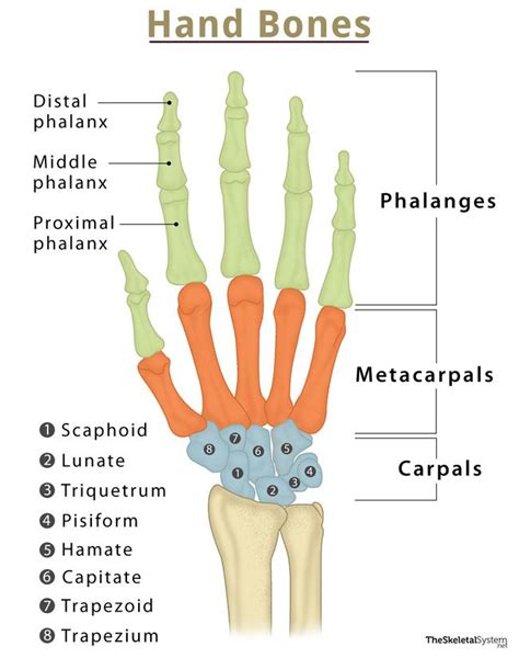 hand bones names structure  labeled diagrams