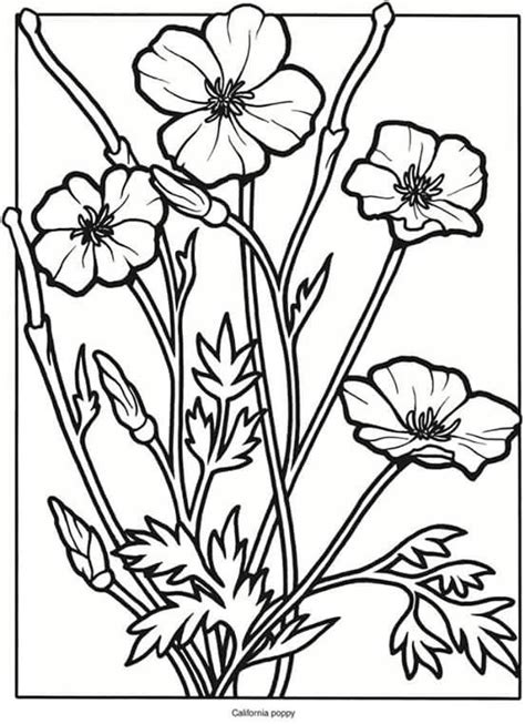 pin  cindy kaetzel  coloring poppy coloring page poppy drawing