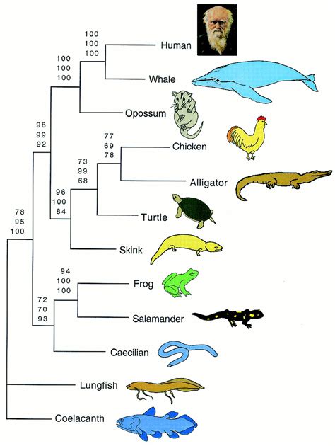 on the origin of and phylogenetic relationships among living amphibians