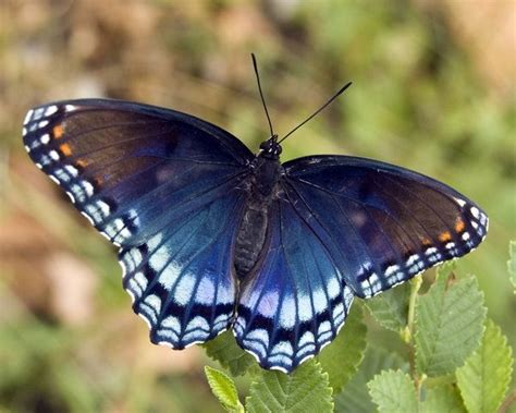Indigo In Butterfly Form Blue Butterfly Butterfly Blue