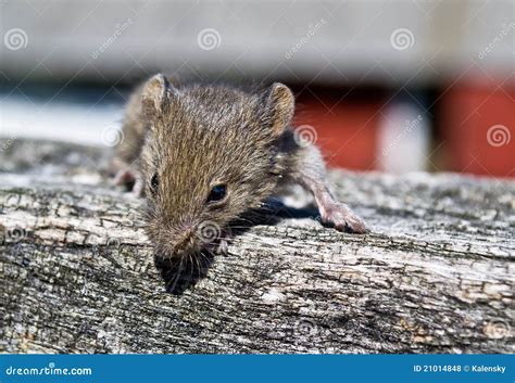 grey mouse stock photo image  glance pest tail small