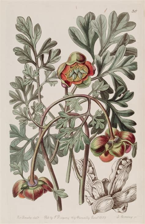 images botanica images  pinterest botanical prints