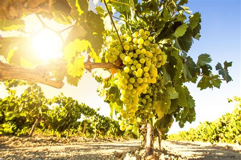 watchfit health benefits  grapes