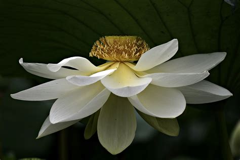 white lotus null white lotus lotus flowers