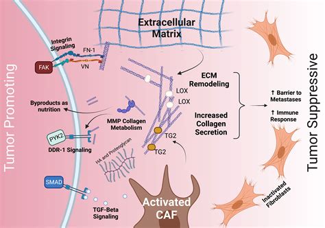 frontiers  pdac extracellular matrix  review   ecm protein composition tumor cell
