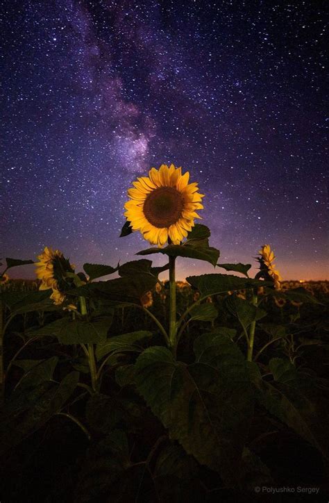 sunflower  space wallpaper  sashavlasova