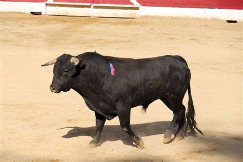 bullfighting spain information  bullfights  spain