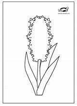 Template Printable Hyacinths Krokotak sketch template