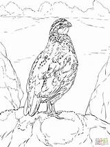 Quail Coloring Pages Quails California Bobwhite Drawing Valley Getdrawings Nothern Comments sketch template