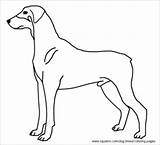 Coloring Doberman Dog Pages Pinscher Breed Sheet sketch template