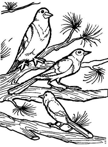 kids  funcom  coloring pages  birds coloring pages cool