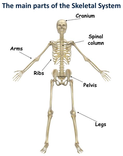 skeletal system canadiensatschool