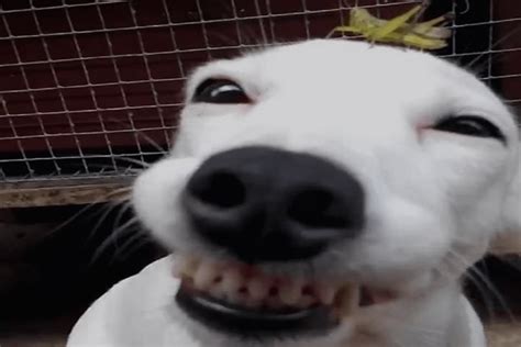 cachorros podem sorrir como  video  se espalhou veja