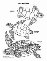 Sea Loggerhead Turtles Endangered Leatherback sketch template
