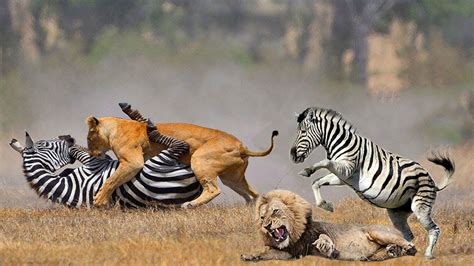 tiger attacking zebra