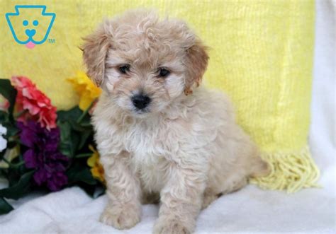 mojo poodle mix puppies puppies cute puppies images