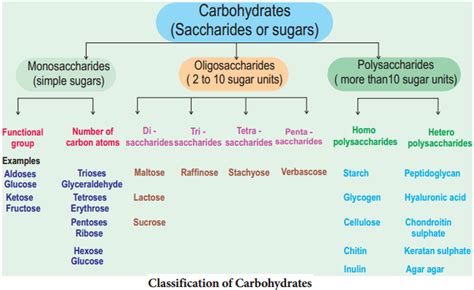 carbohydrates and its types
