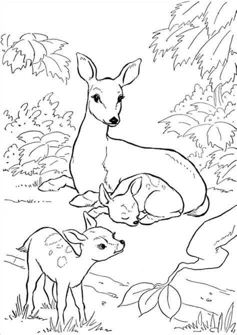 moms  baby deer coloring page coloringbay