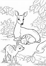 Printable Coloringbay Doe Colouring Fawn Outline Forest sketch template