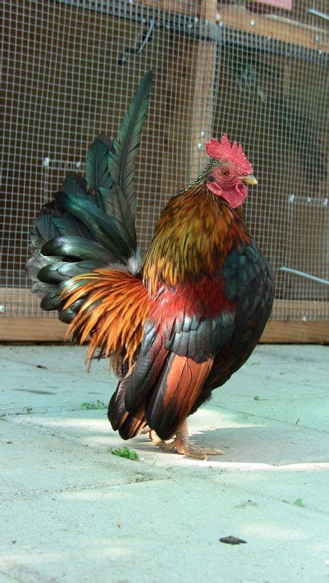 1713 best roosters and hens and turkeys images on pinterest roosters