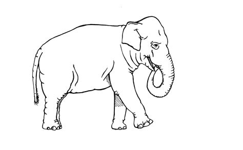 elephant cartoone colour drawing hd wallpaper colours drawing wallpaper