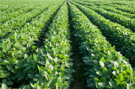 gm soybean farming  unsustainable compared   gm soybean farming study finds