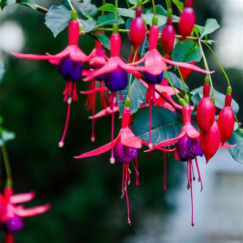 Create A Wow With These 10 Best Flowers For Hanging Baskets Article