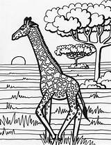 Giraffe Jirafa Divertido Colorir Animales Jirafas Bestcoloringpagesforkids Sampletemplatess Template Giraffes Getdrawings sketch template