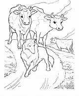 Coloring Cow Pages Printable Kids sketch template