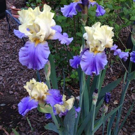 easily grow iris  seed growing irises plant breeding