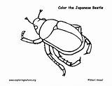 Coloring Beetle Beetles Japanese Designlooter Pdf Drawings Exploringnature 61kb 612px sketch template