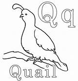 Quail Coloring Letter Worksheets Choose Board Animal sketch template