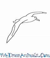 Albatross Wandering Draw Tutorial Easy Print sketch template
