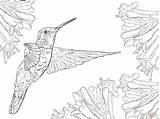 Hummingbird Coloring Pages Printable Realistic Drawing Nature Hummingbirds Color Humming Birds Print Magnificent Drawings Getcolorings Getdrawings Supercoloring 11kb 1536px 2048 sketch template
