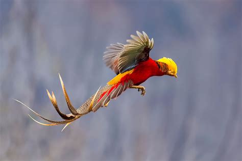 enchanting spectacle graceful birds soaring  vibrant flight bumkeo