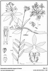 Secundum Epidendrum Dodson Hágsater Subgroup 2004 Group sketch template